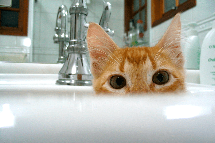 how-to-bathe-a-cat